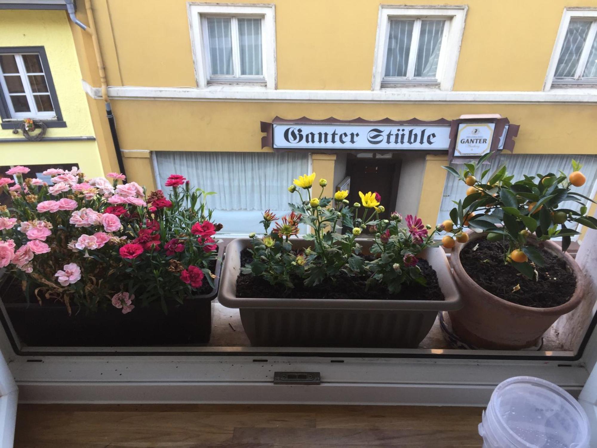 Homestay Waldshut-Tiengen Exterior foto
