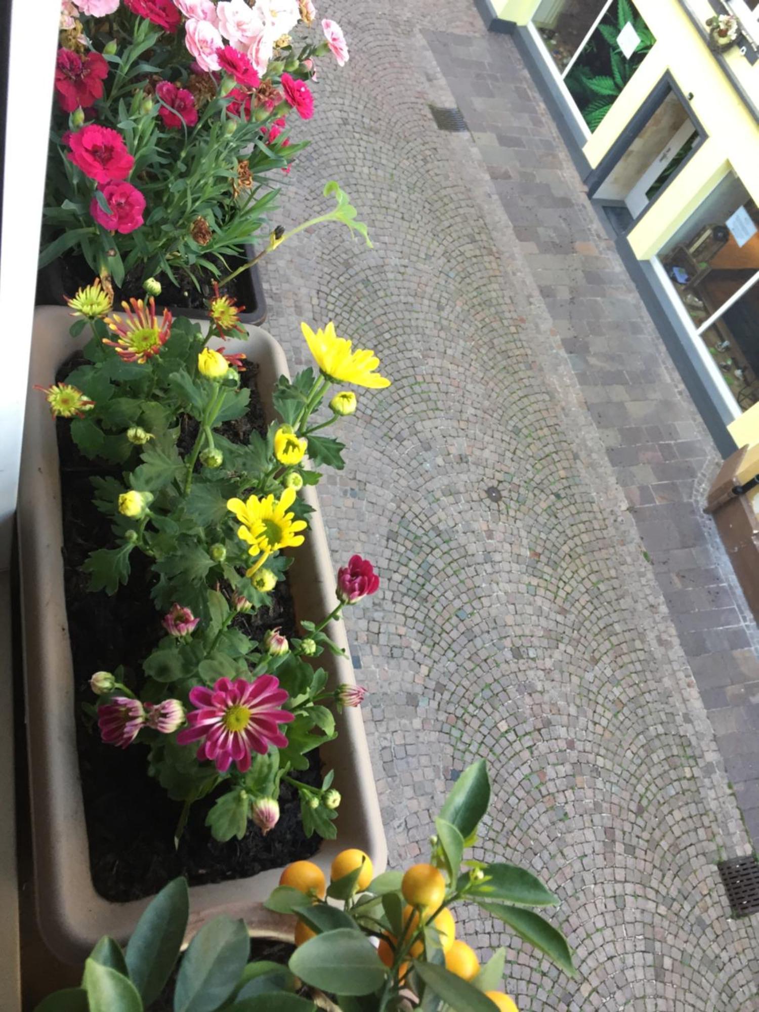 Homestay Waldshut-Tiengen Exterior foto